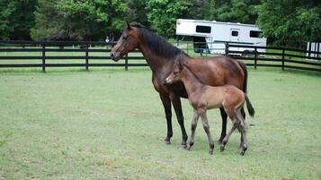 A horse and foal in a fenced pasture with a trailer in the background.