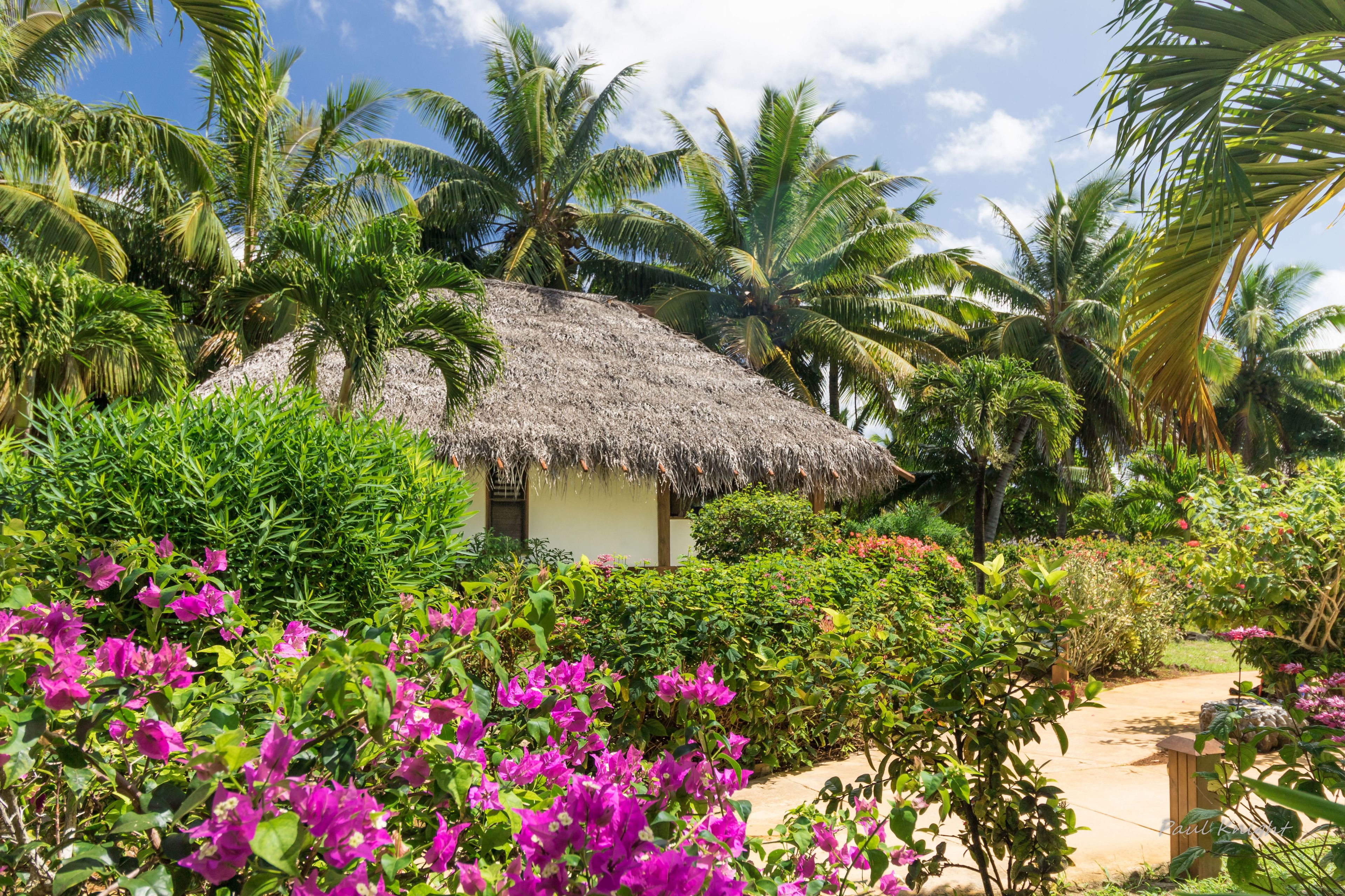 A thatched-roof hut surrounded by lush greenery and vibrant pink bougainvillea flowers.