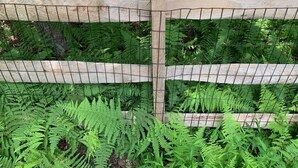 A wooden fence with a wire mesh, surrounded by lush green ferns.