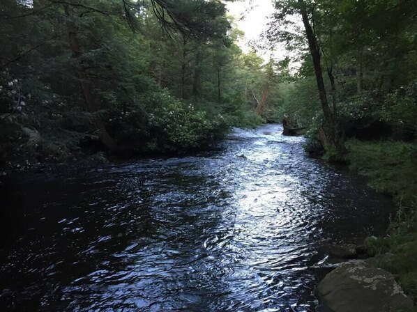 A river flowing through a forested area with dense trees and rocks along the banks.