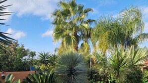 Un jardin où l’on trouve différentes espèces de plantes, notamment des palmiers et un yucca au centre.