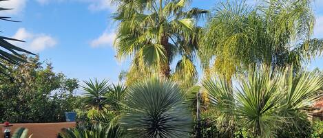 Een tuin met diverse planten, waaronder palmbomen en een centrale yucca.
