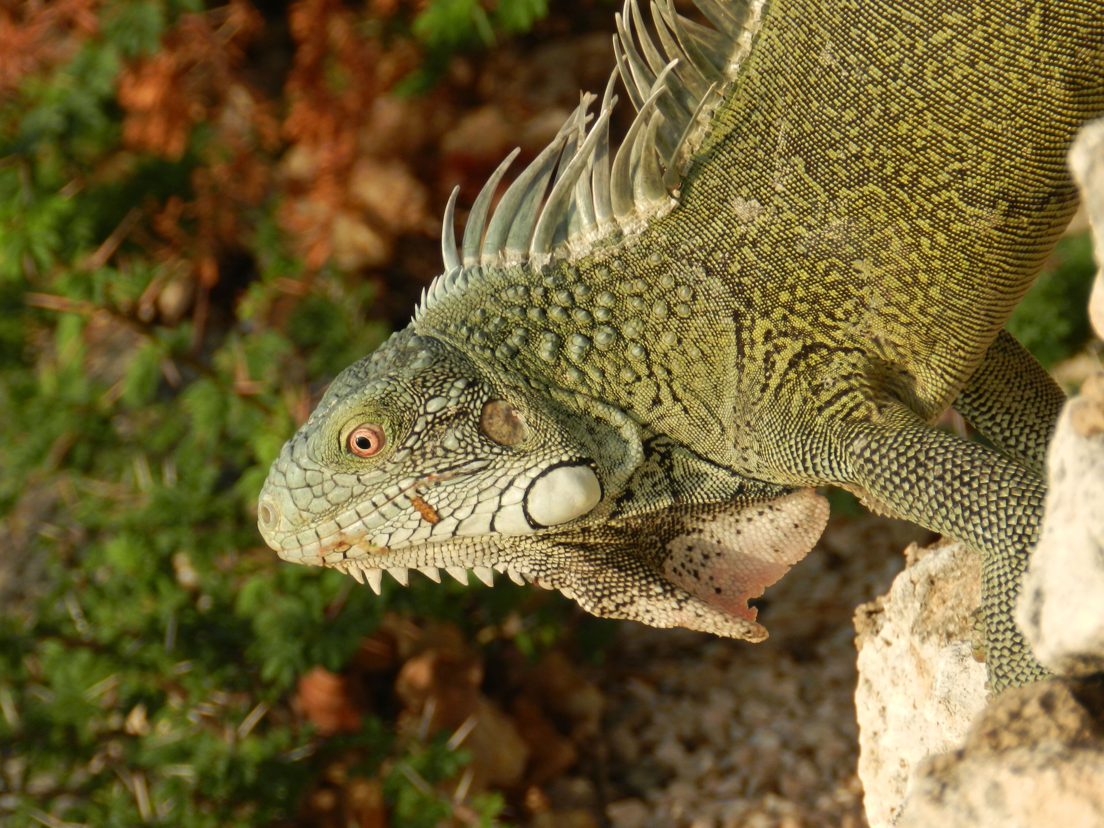 A close-up of a reptile with textured skin and spiky features, set against a natural background.