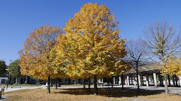 A park with autumn trees and a clear blue sky.