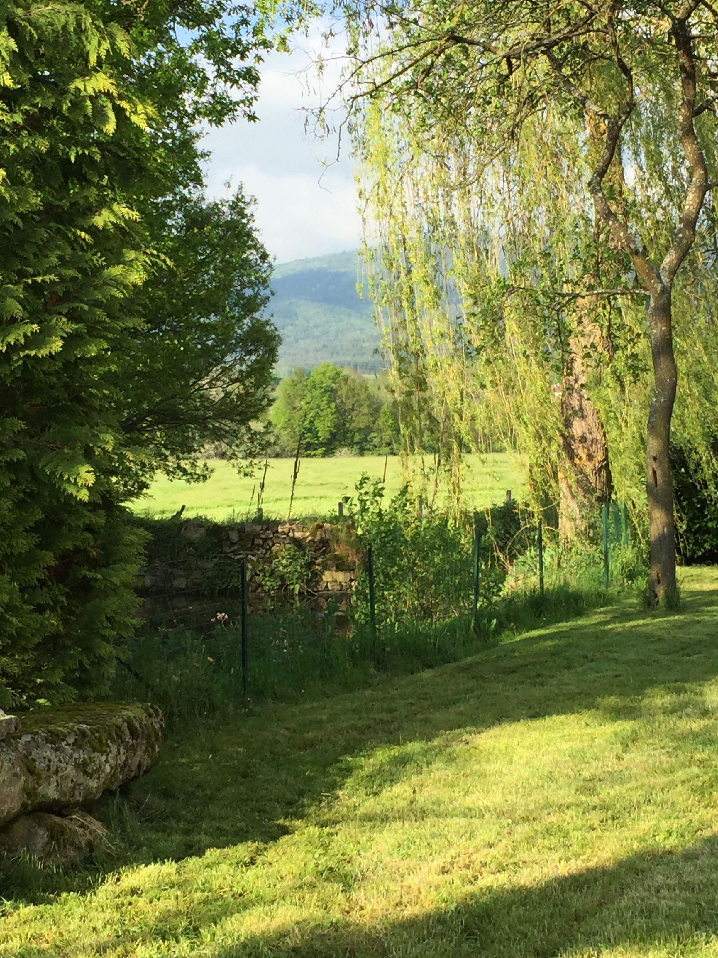 Un champ herbeux avec des arbres et un mur de pierre.