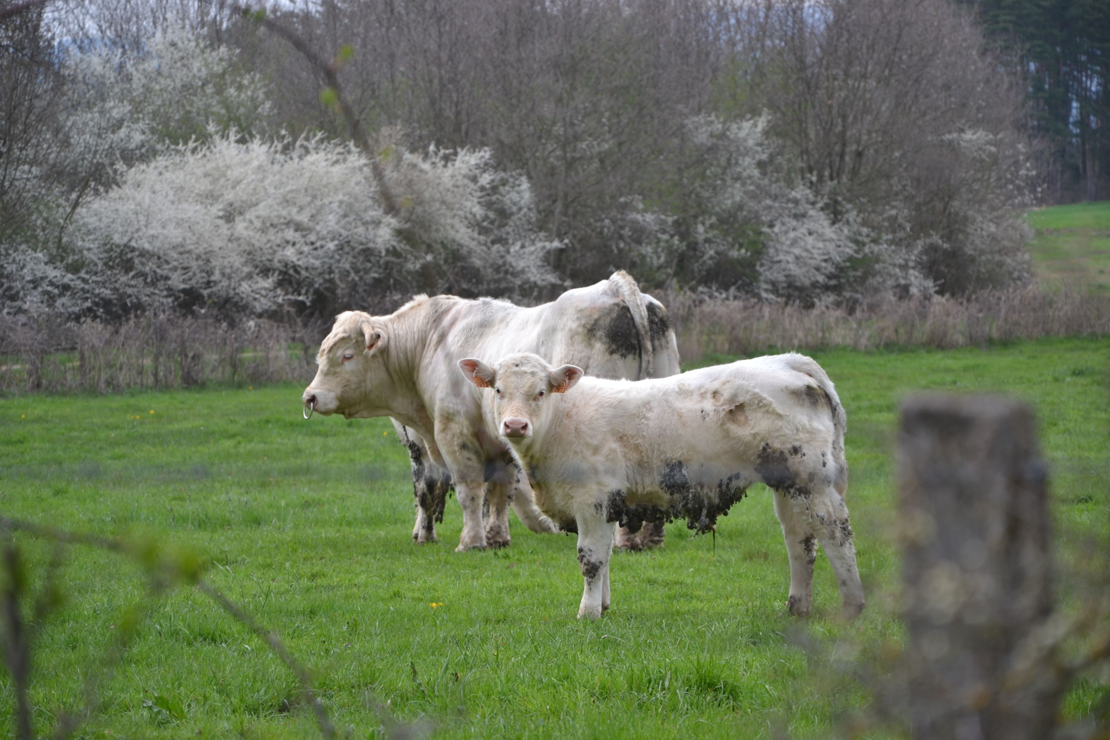Un champ herbeux où paissent des vaches.