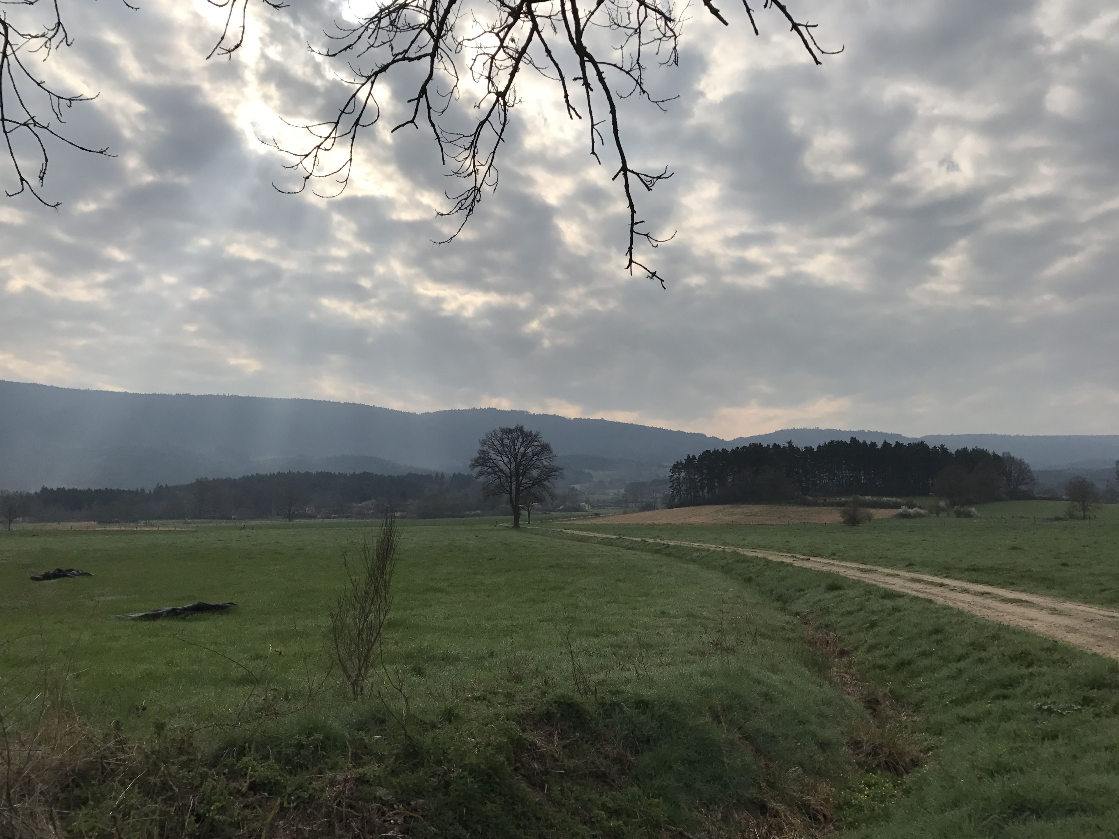 A rural landscape with a dirt path, a solitary tree, and distant hills under a cloudy sky.