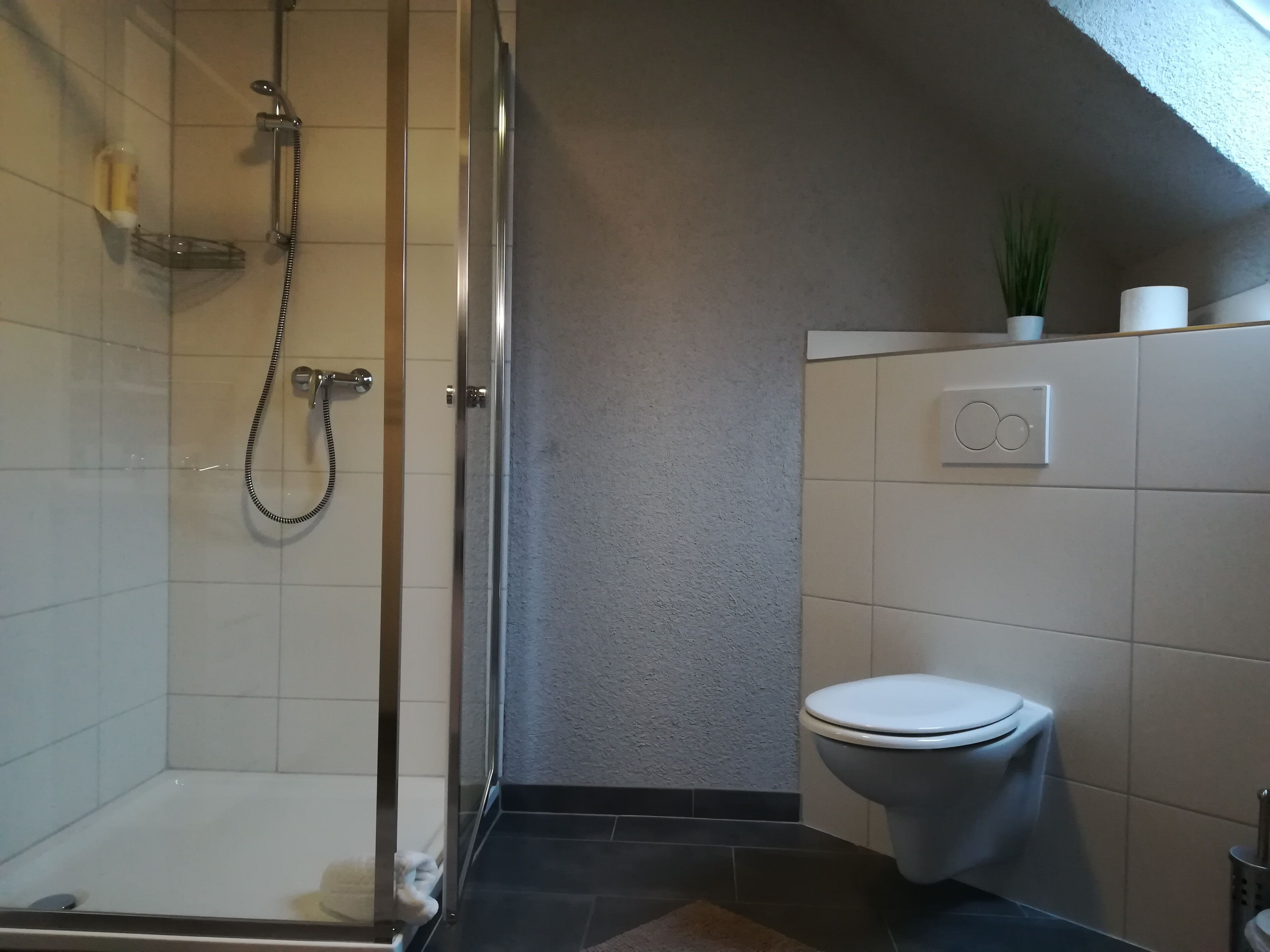 A modern bathroom with a glass-enclosed shower, a toilet, and a small plant on the wall.