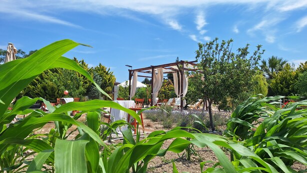 Un jardín con un porche de pérgola, mobiliario exterior y diversas plantas.