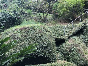 A lush, green landscape with dense vegetation and a small, dark opening in the ground.