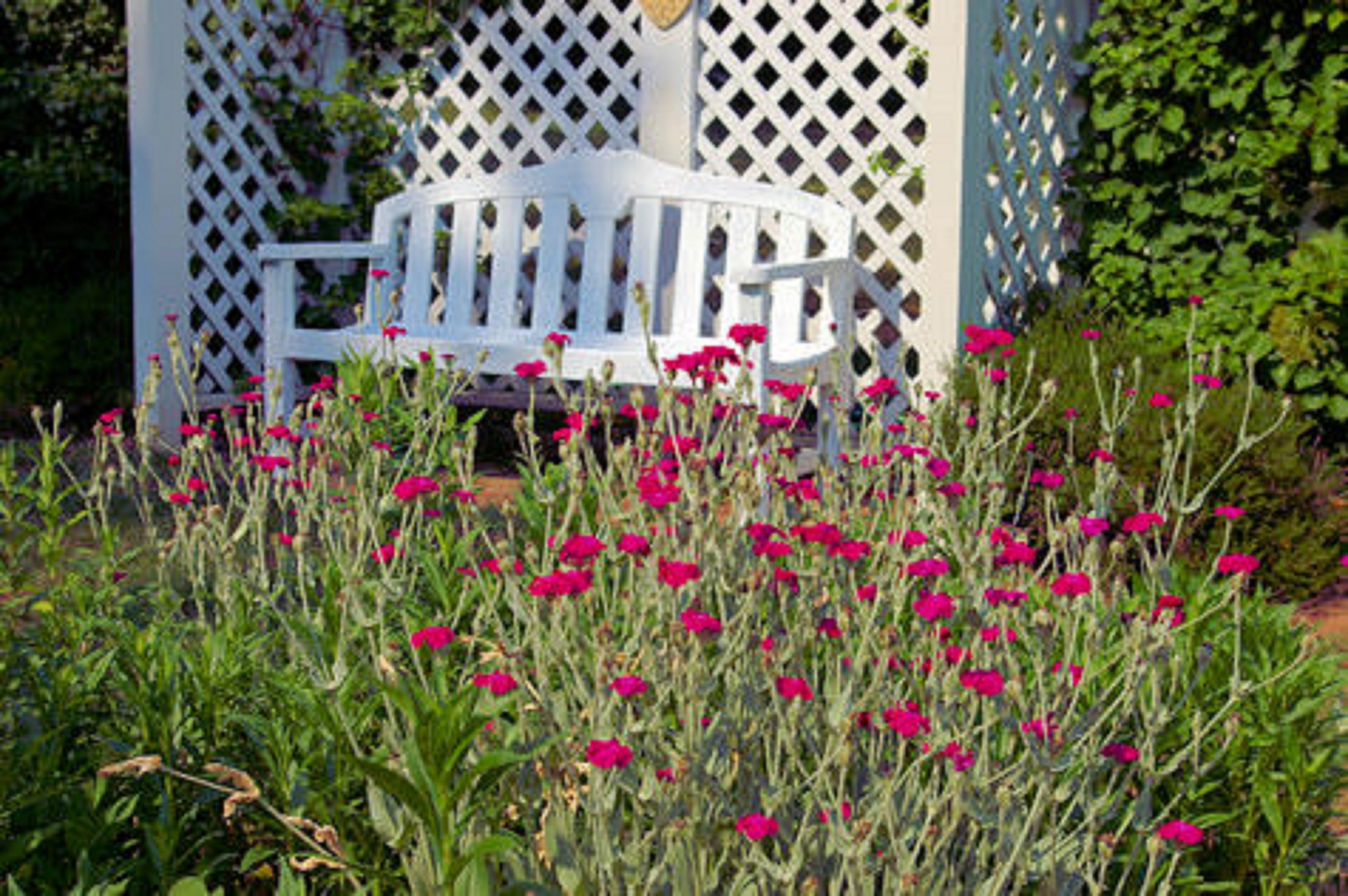 A white wooden bench with a lattice structure behind it, surrounded by pink flowers.