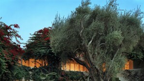 A large tree in front of a building with warm lighting. - Parker Palm Springs (Palm Springs)