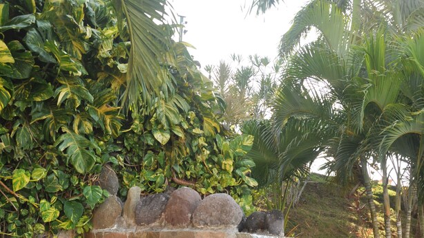 Una cascata in pietra con una vasca al suo interno, circondata da vegetazione rigogliosa e palme.