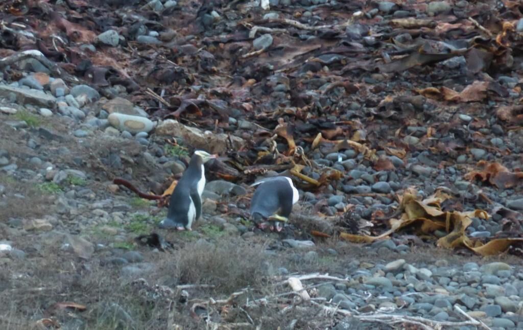 Terreno rocoso con pingüinos.