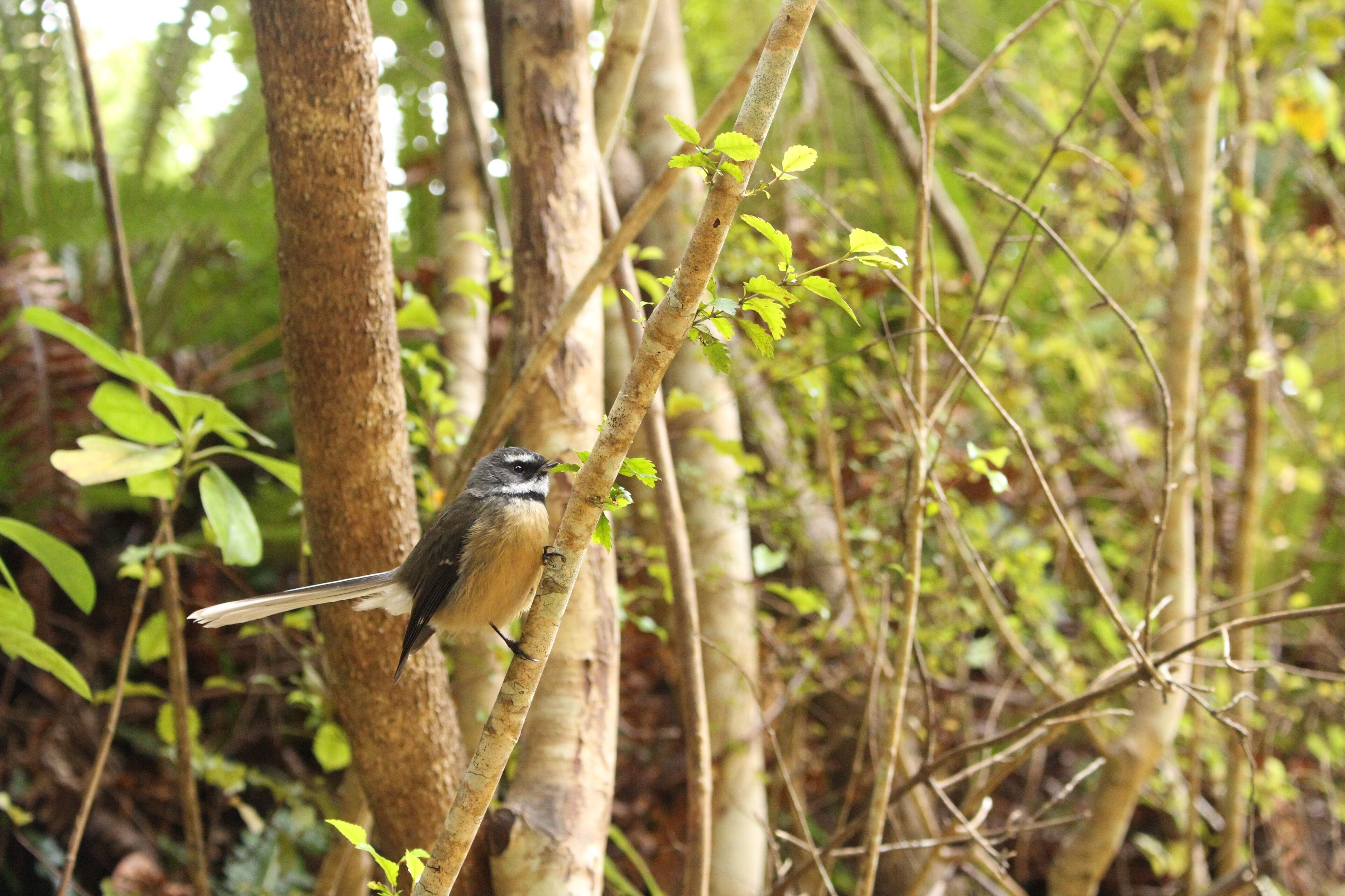 Un pájaro posado en una rama en un área boscosa.
