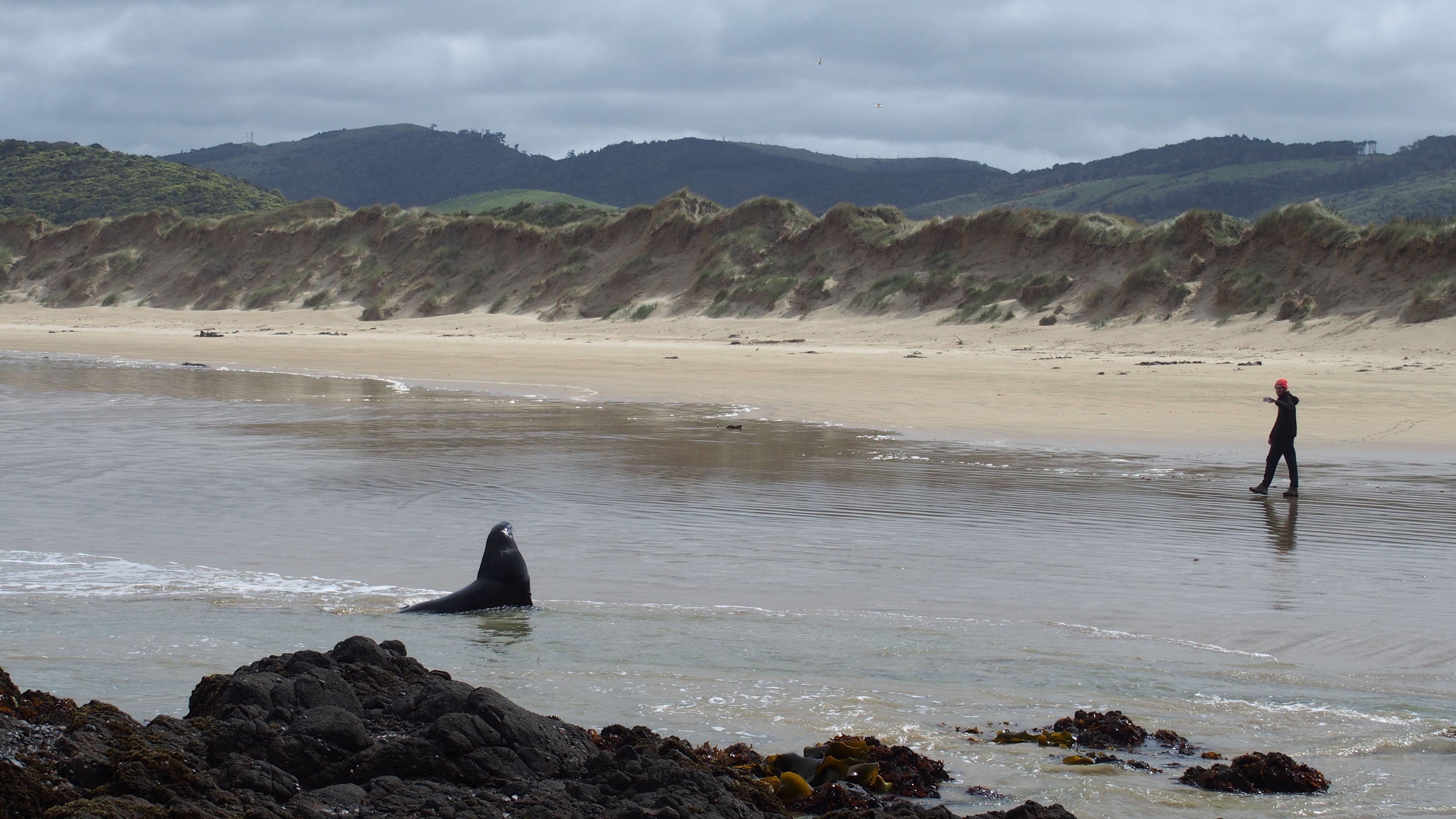 Une plage avec un phoque dans l’eau et une personne debout sur le rivage.