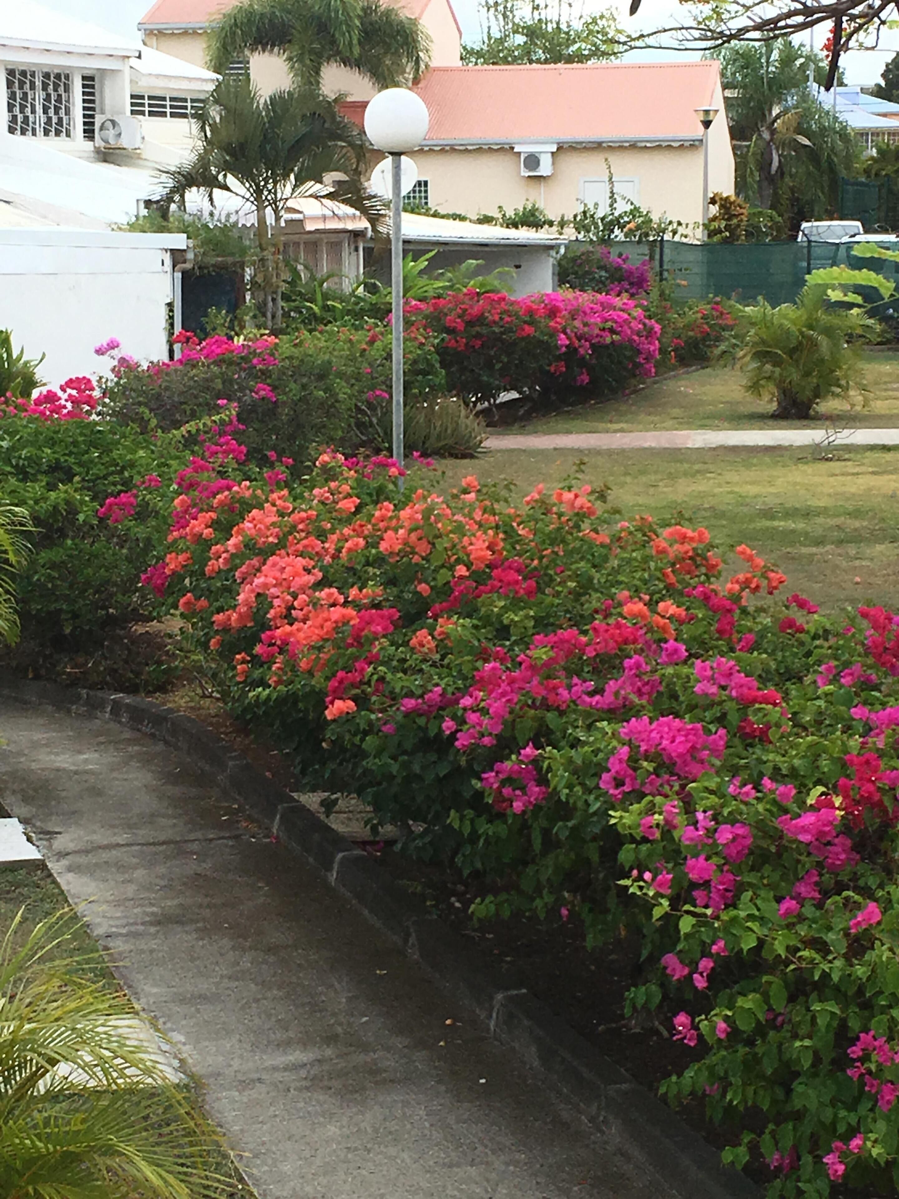 A garden with vibrant pink and orange flowers, a concrete pathway, and a building with a red roof in the background.