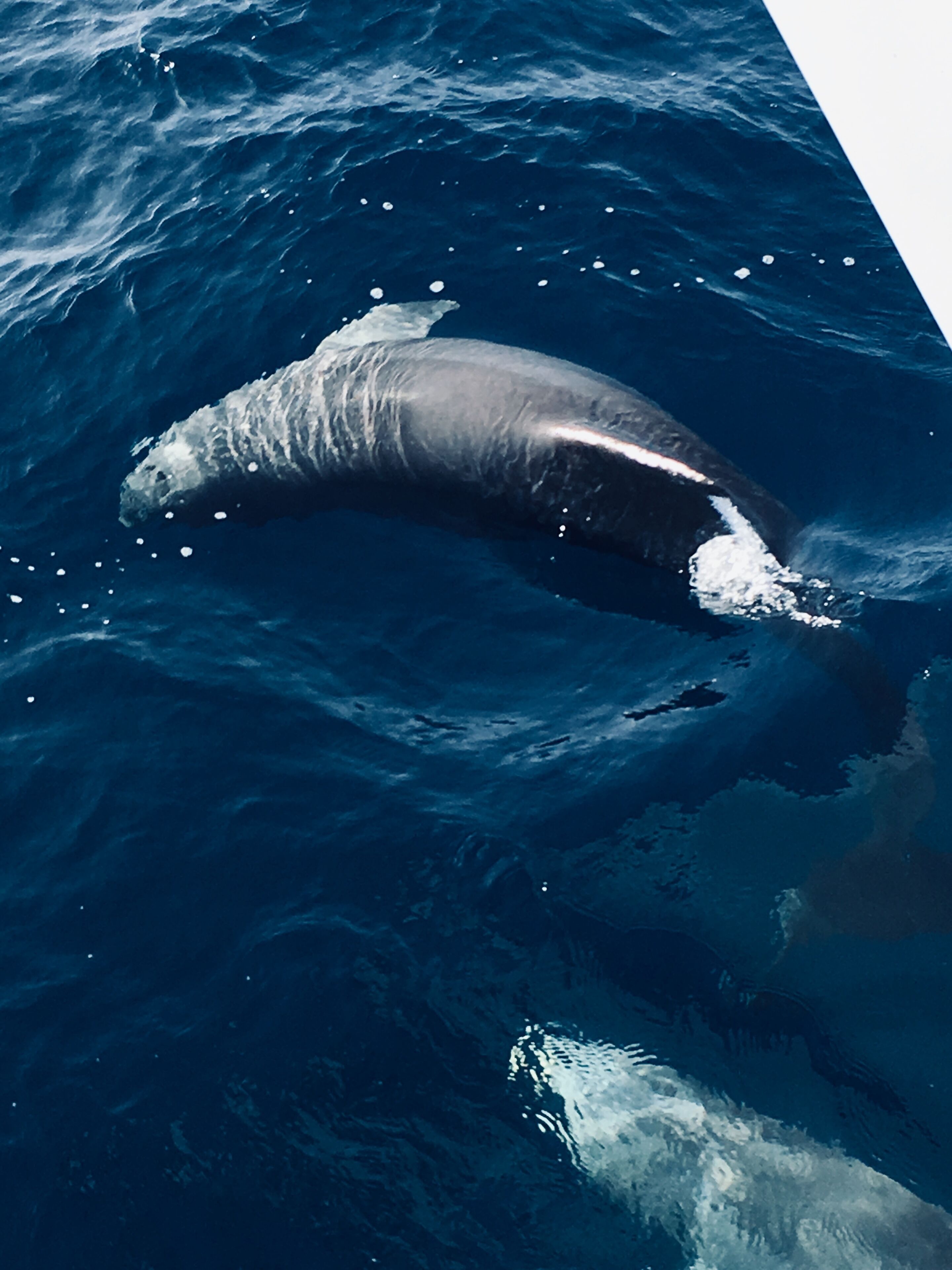 Une baleine nageant dans l’océan.
