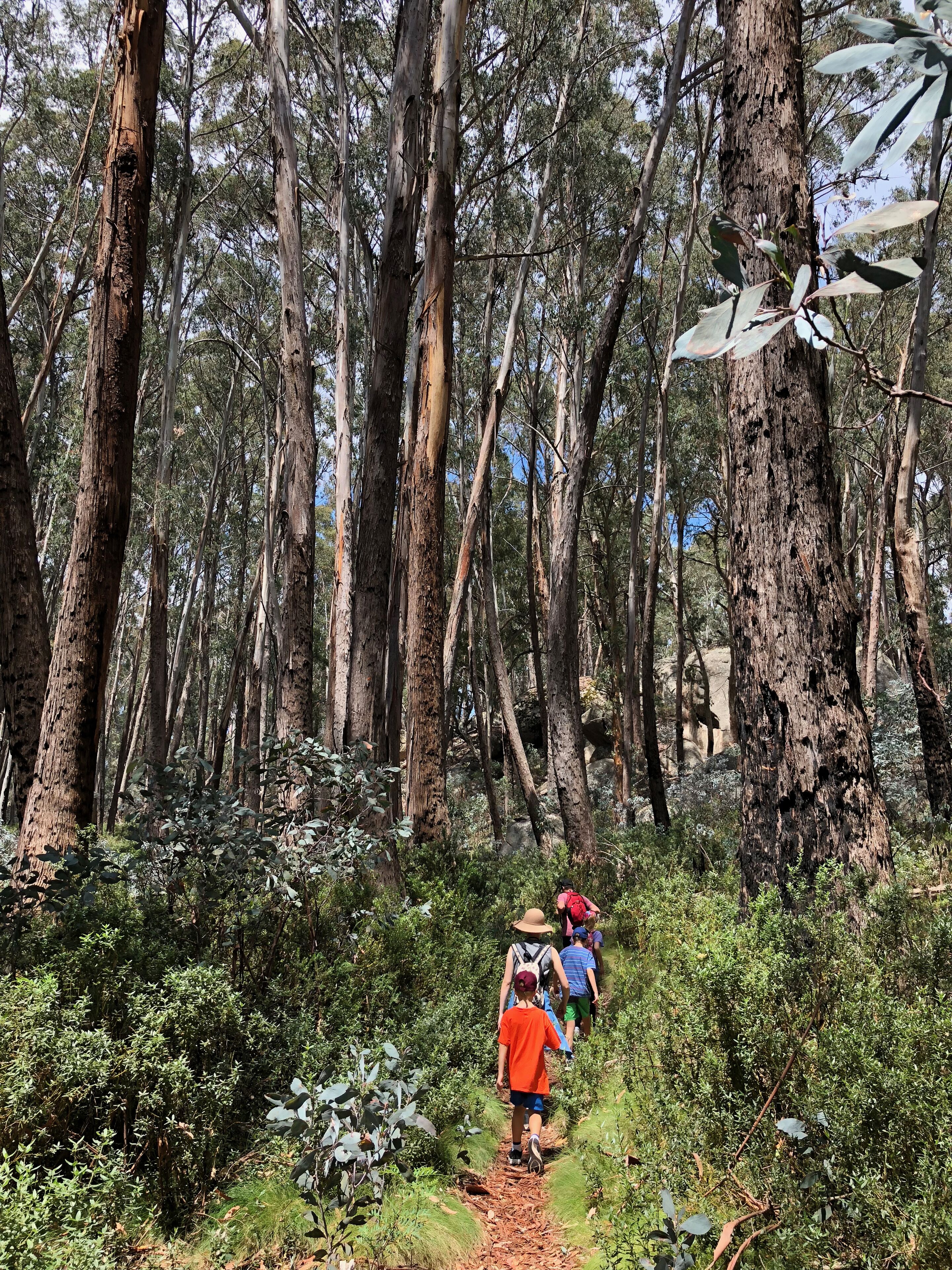 Un sendero en un bosque con árboles altos y maleza densa.