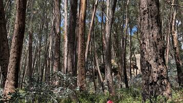 Un sendero en un bosque con árboles altos y maleza densa.