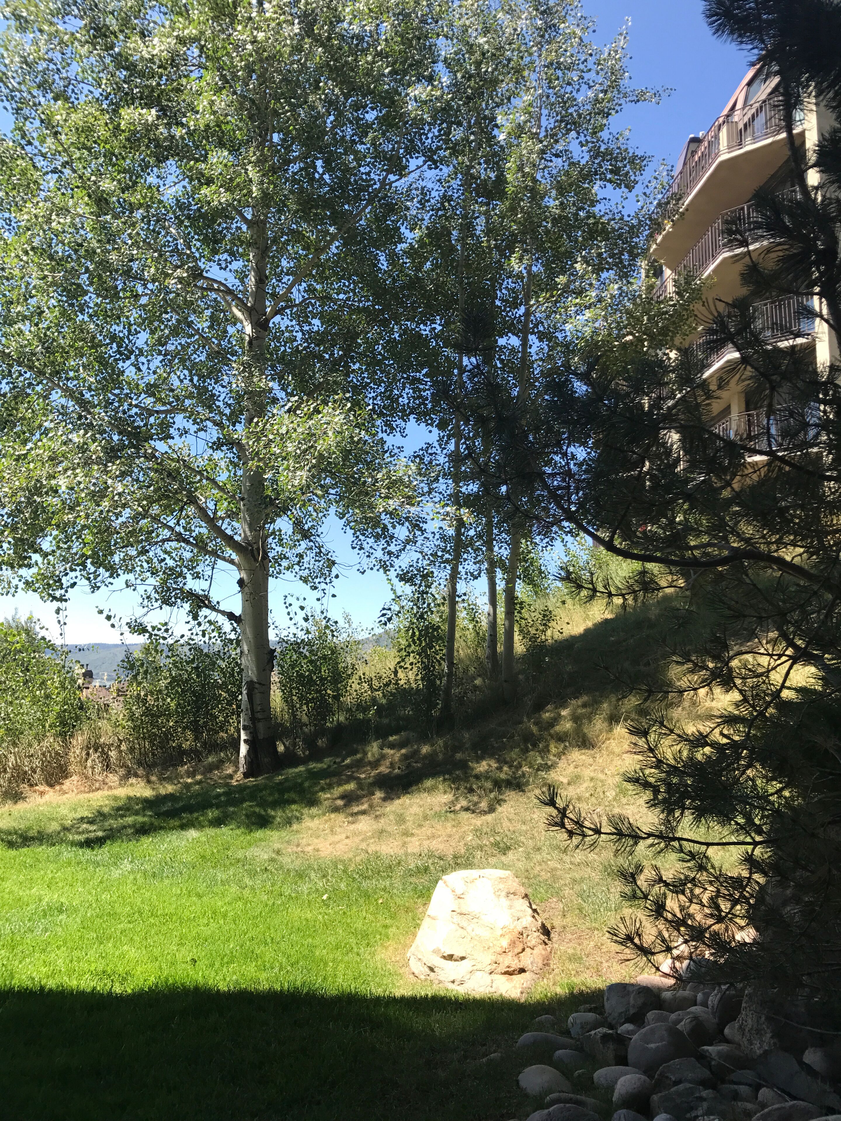 A grassy area with trees and a large rock.