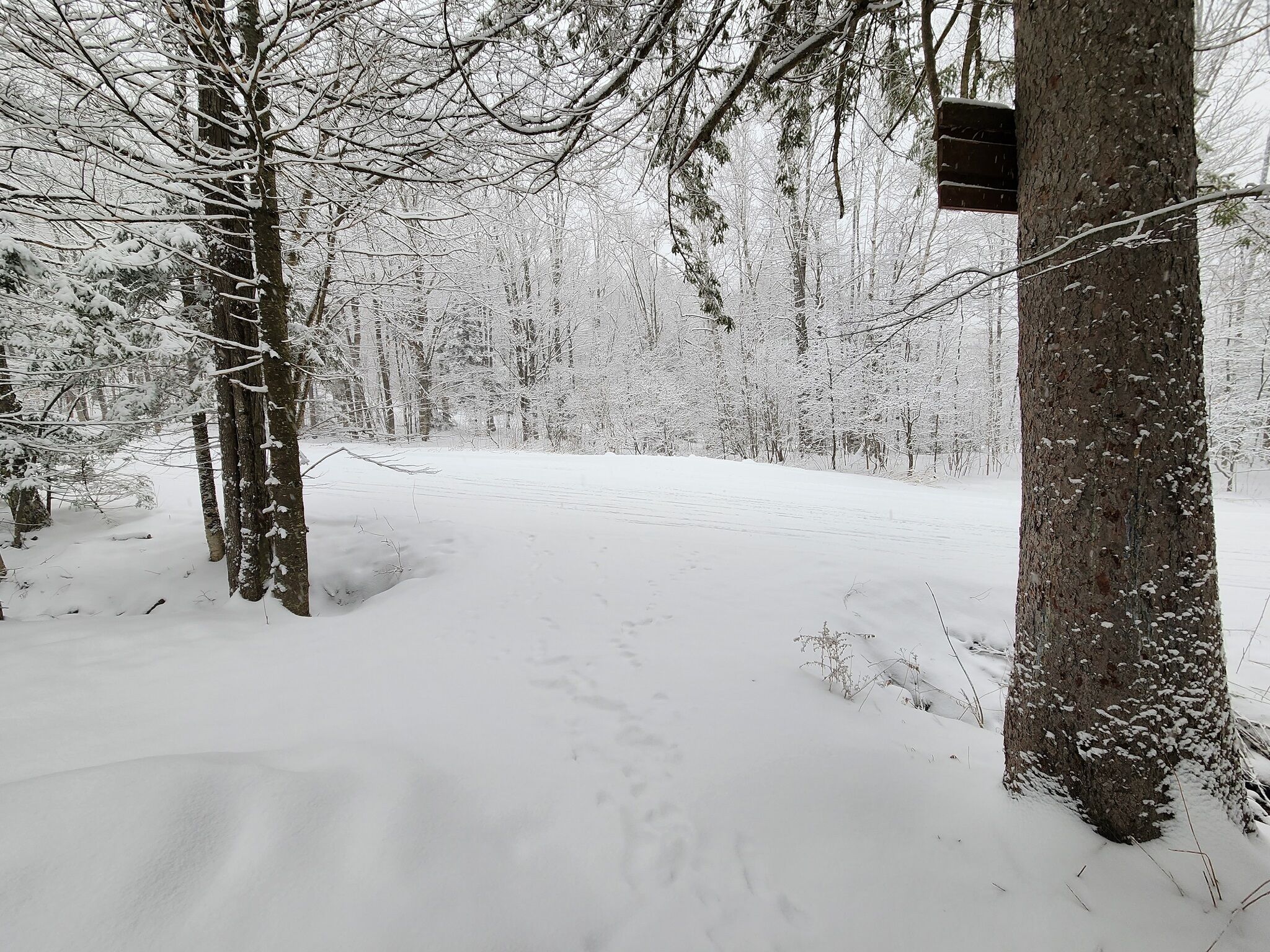 Un sendero nevado en un bosque con árboles y una estructura de madera.