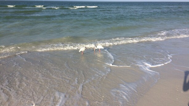 A beach with waves gently lapping at the shore. - PARADISE-Anglers Cove Waterfront Designer Condo (Marco Island)