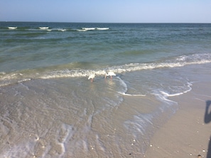 Ein Strand, an dem sanfte Wellen an die Küste branden.