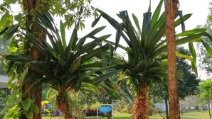 A garden area with large, leafy plants and a sign indicating a location. - The Princess Beach Resort (Klaeng)