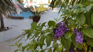 Un jardín con un sendero, una palmera y un edificio al fondo.