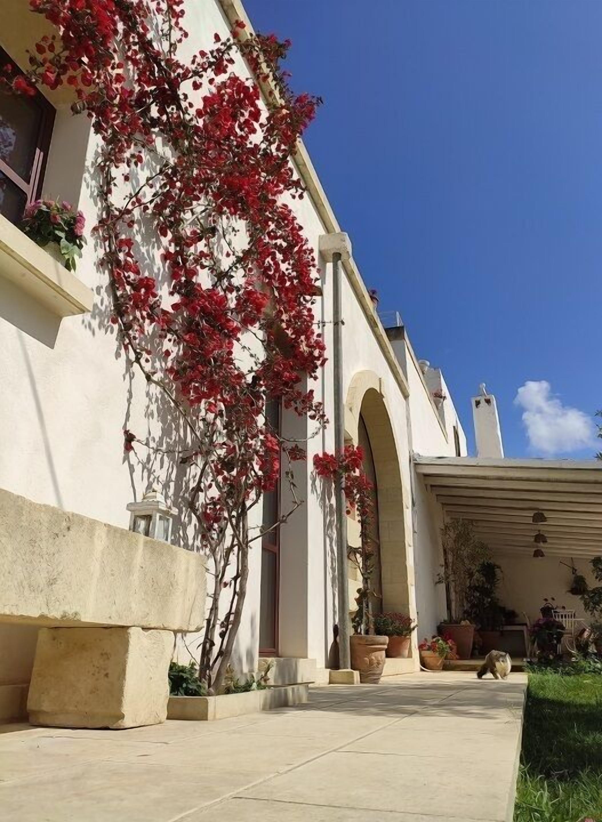 A building with a white facade, a large red flowering vine, and a covered patio area with potted plants.