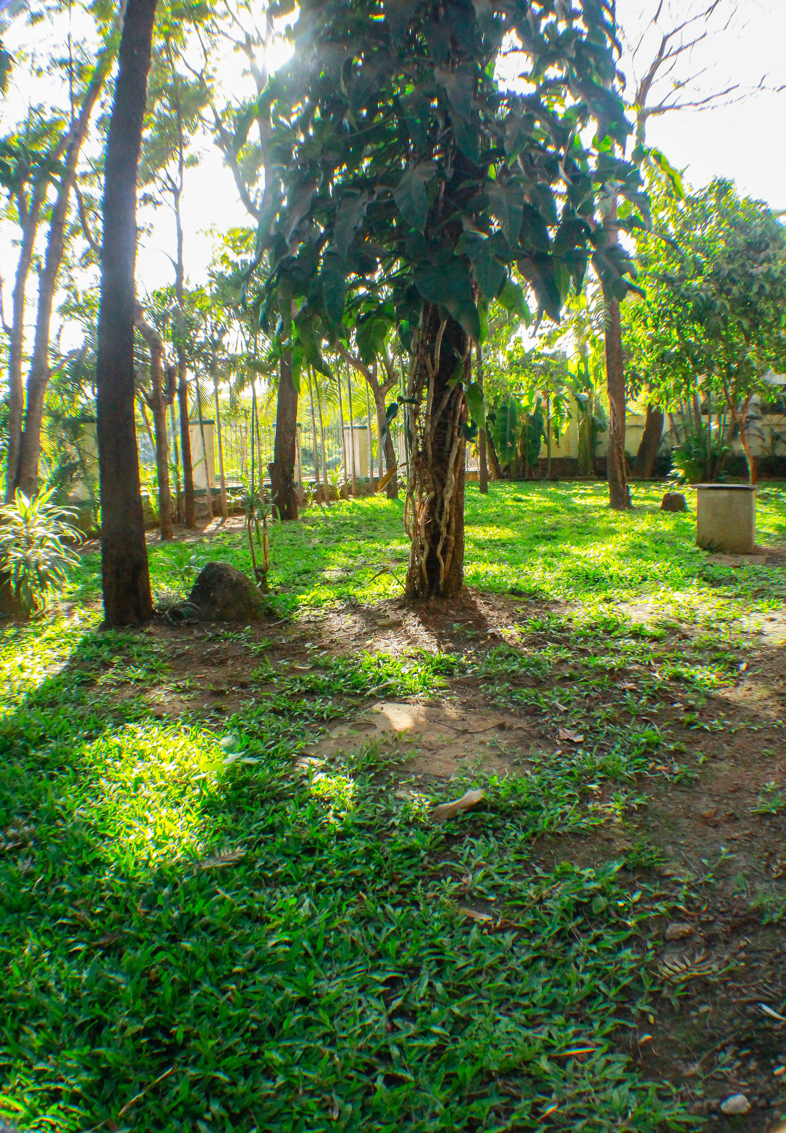 A lush garden with a variety of trees and a dirt path.