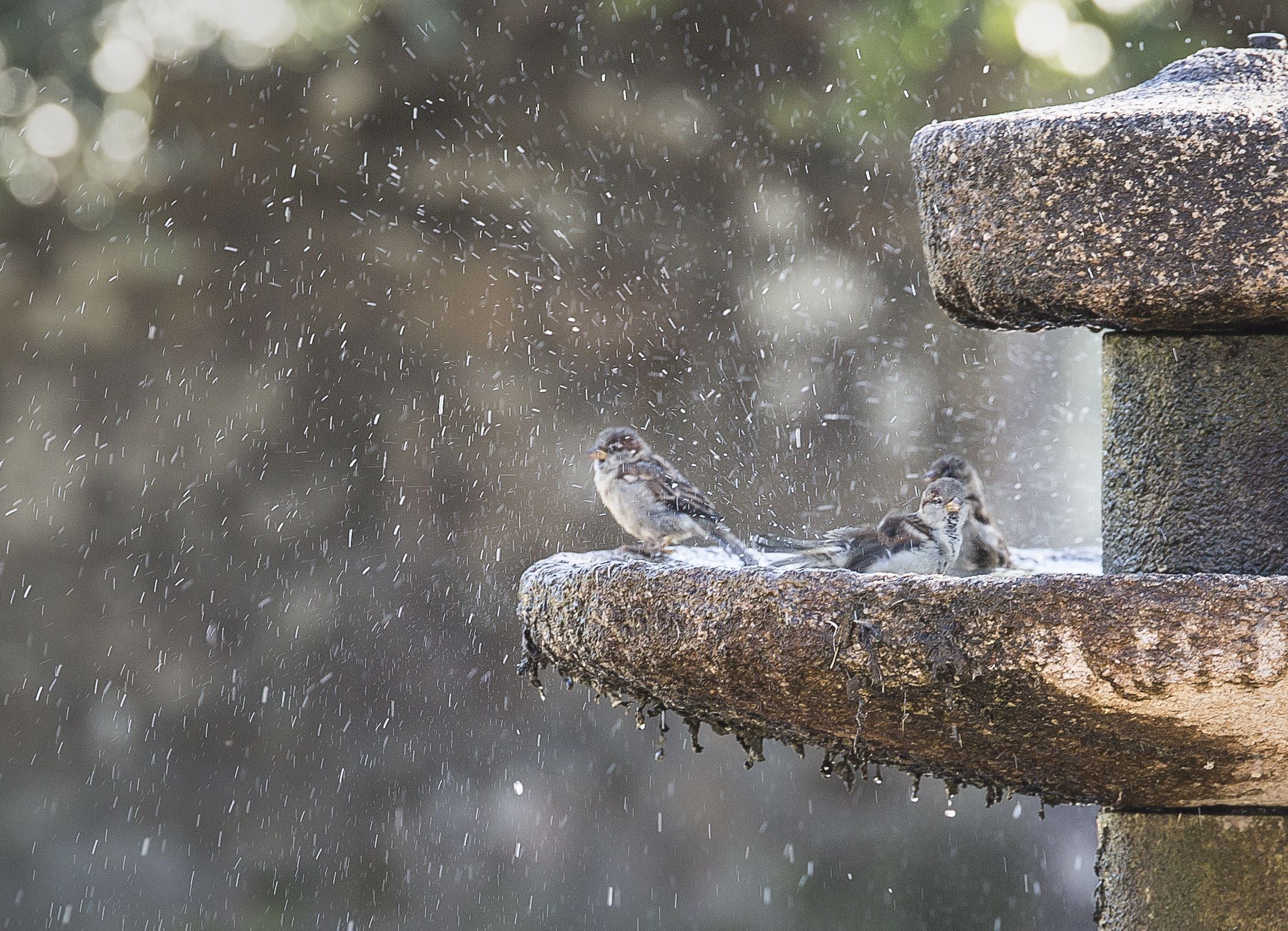 Foto - Casa do Cruceiro