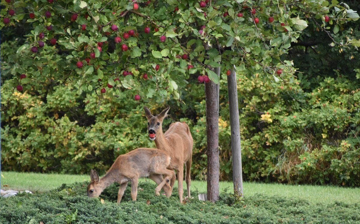 Dos ciervos pastan bajo un árbol con frutos rojos.