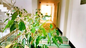 A staircase with green-striped steps leading to a bright hallway. - Blue Garden Hotel (Konyaalti)