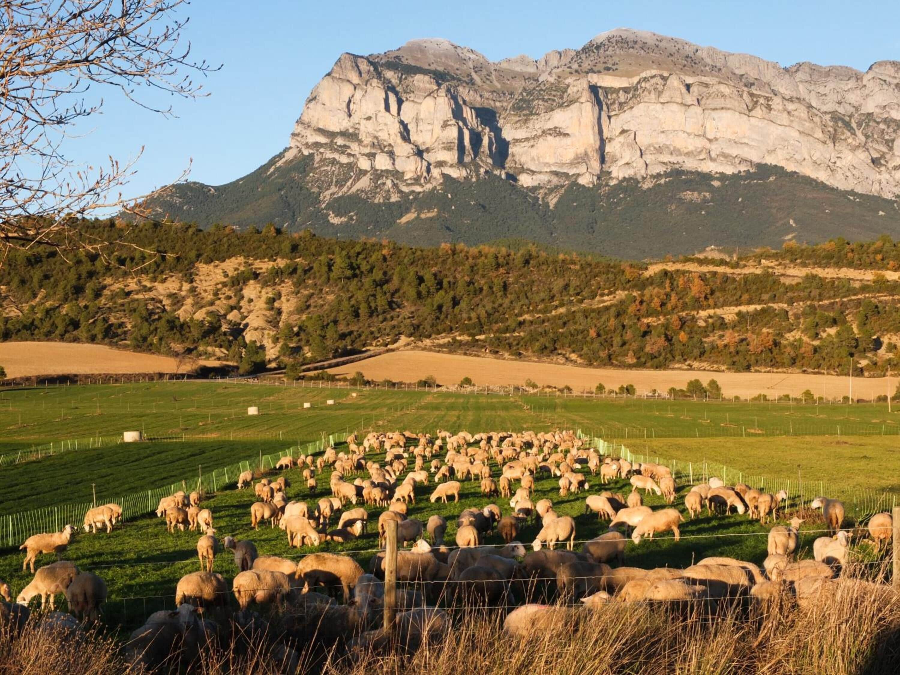 Un paisaje montañoso con un rebaño de ovejas pastando en un campo cercado.