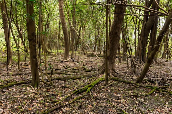 A dense forest with numerous trees and intertwined roots on the forest floor. - Amazônia ParkSuítes (Novo Airão)