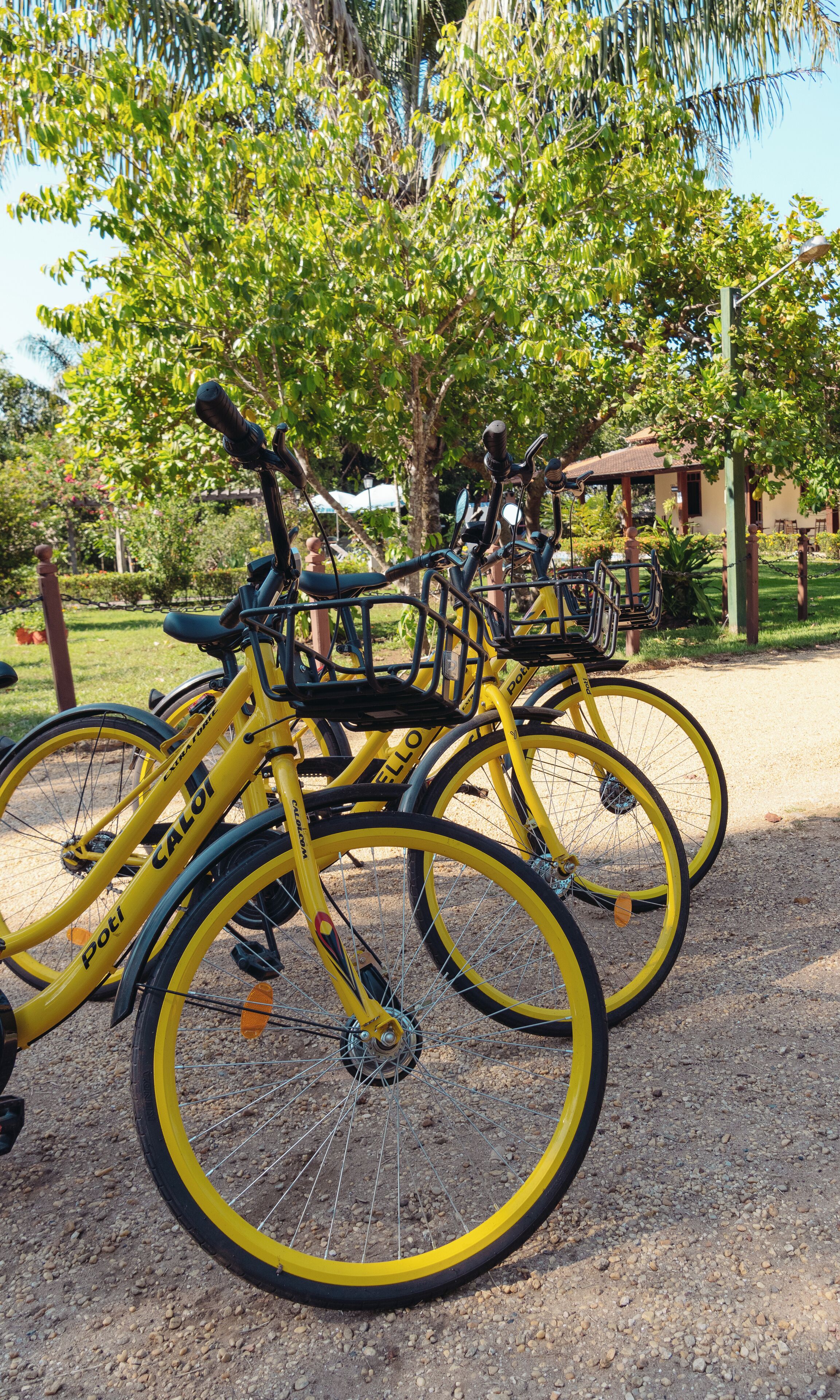 A row of yellow bicycles parked on a gravel path in a park.
