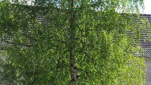 Eine Bank und ein Tisch unter einem Baum in einem Innenhof, im Hintergrund ein Gebäude.