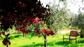 A garden with a bench and a tree with red flowers. - Don Federico Country Inn (Moscufo)