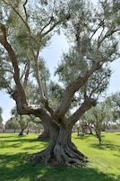 Jardín