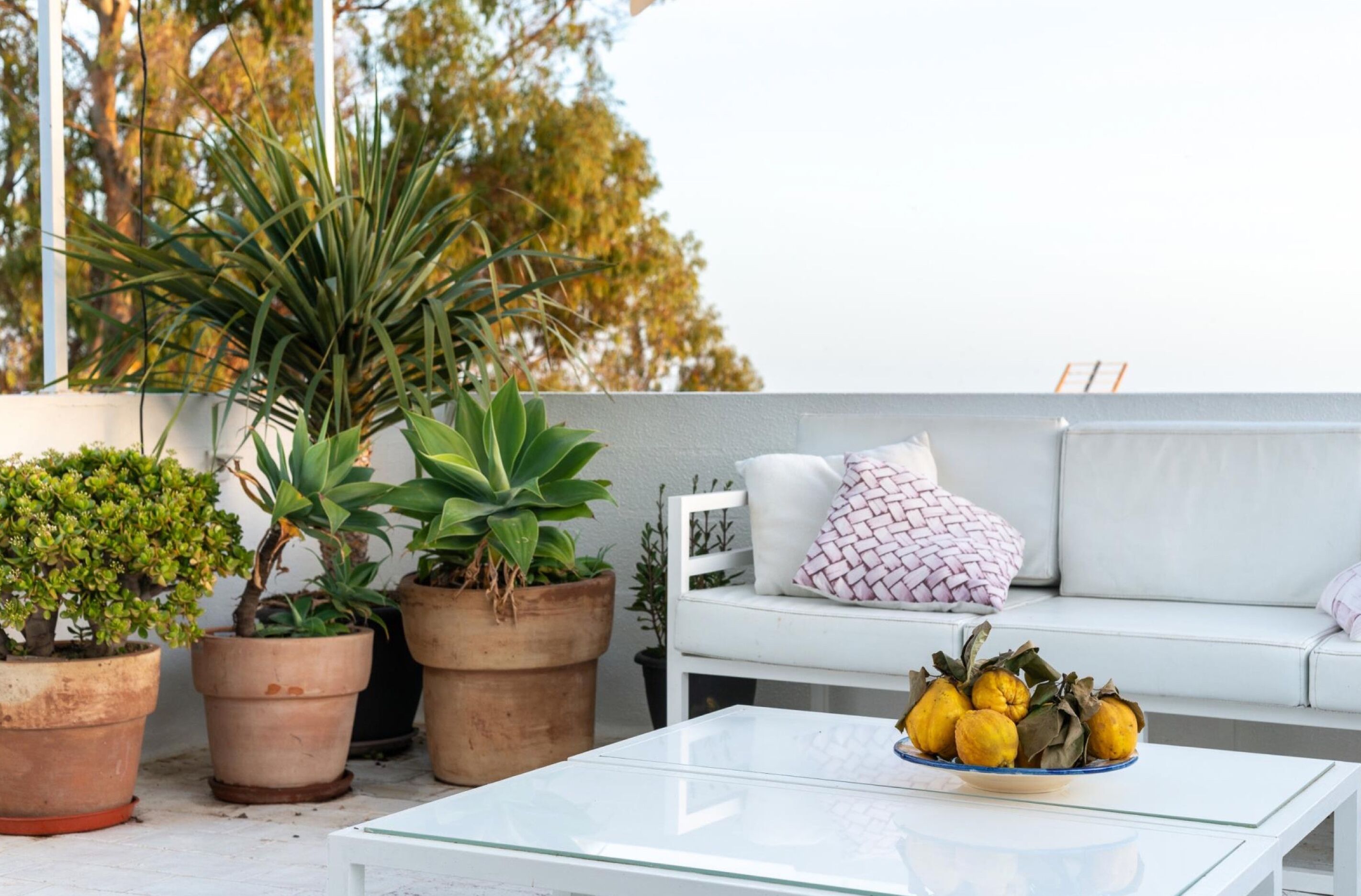 A patio with potted plants, a white sofa, and a glass coffee table with a bowl of fruit.