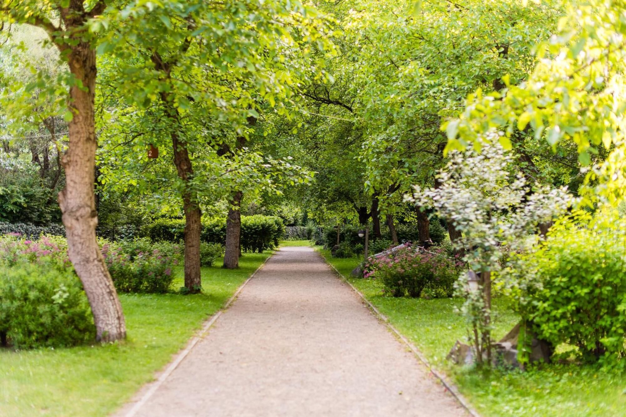 A paved pathway surrounded by lush greenery and trees.