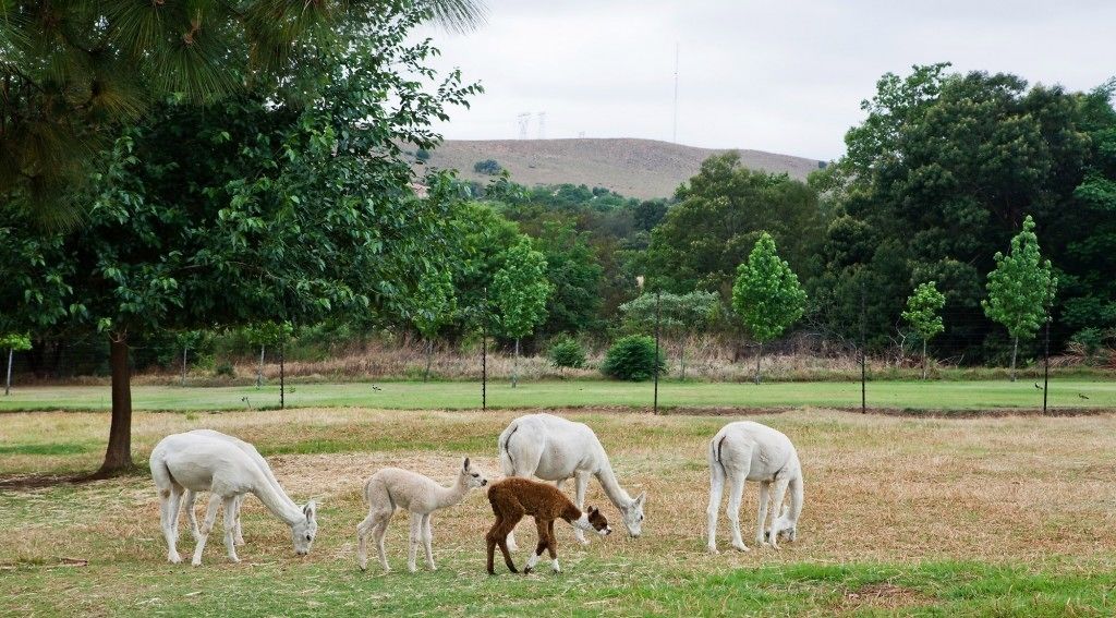 A grassy field with several white sheep grazing, surrounded by trees and a hilly landscape in the background.