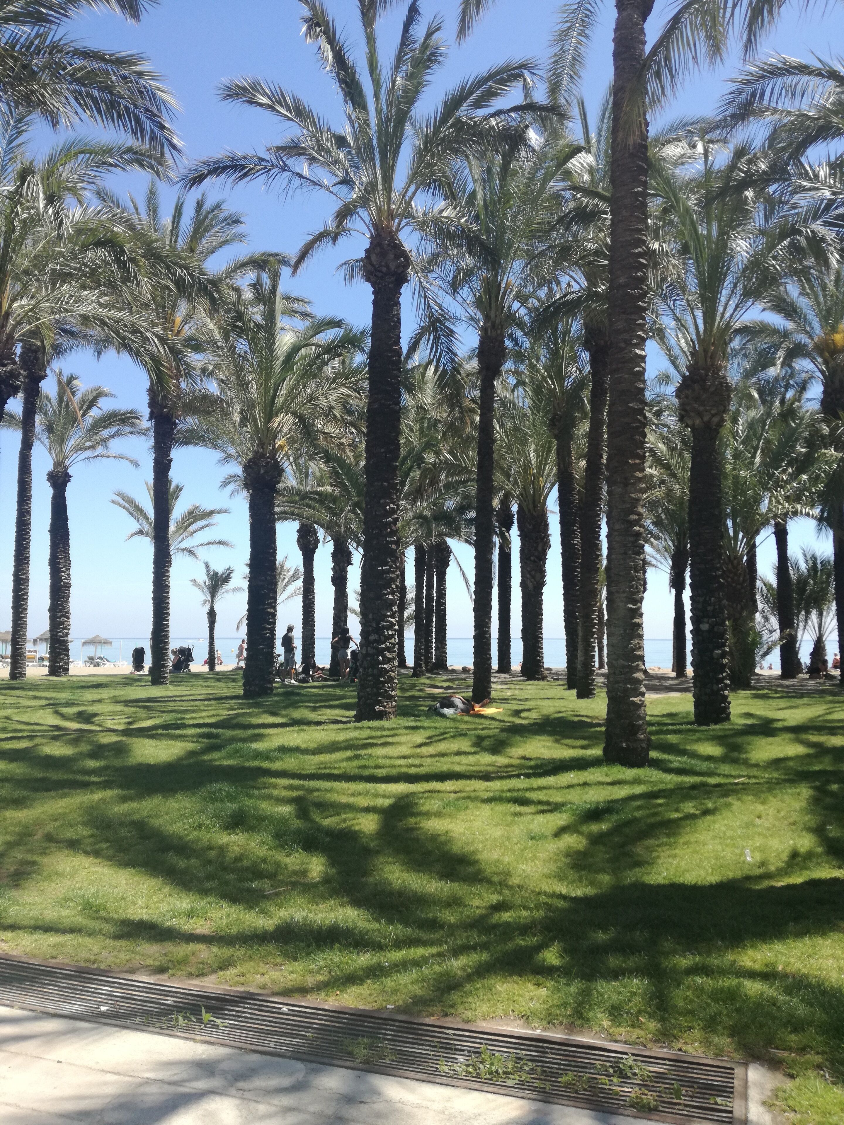 A row of palm trees with a grassy area in the foreground and a beach in the background.