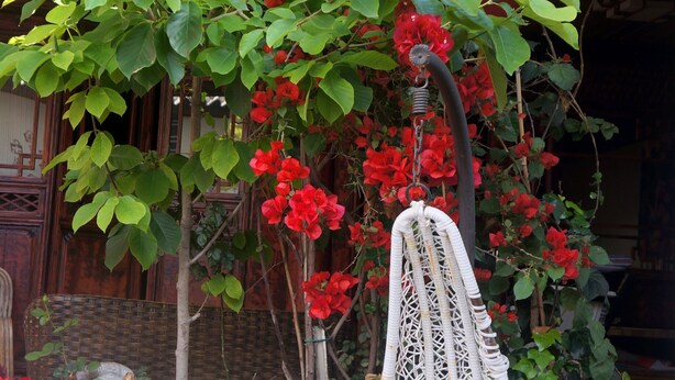 A wicker chair with a red cushion in a garden with red flowers and green leaves.