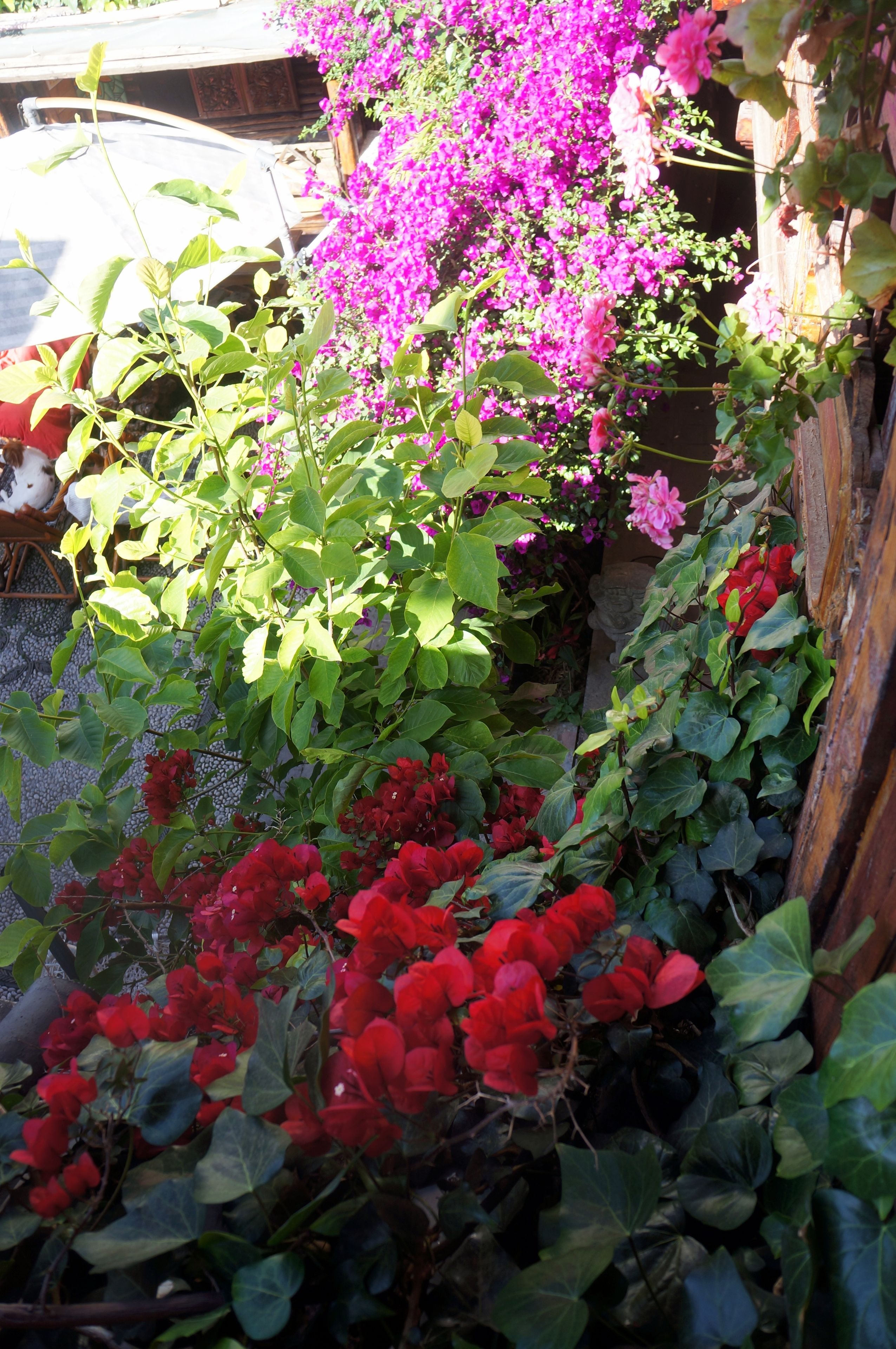 Un jardín con diversas plantas y flores, incluyendo florecillas rojas y rosas.
