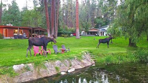 A cabin with a deck, a pond, and moose in the yard. - WATER FRONT- Cozy Country Home SPA, Pristine Lawns, wildlife & trails to Explore (Spokane)