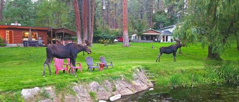 Enceinte de l’hébergement