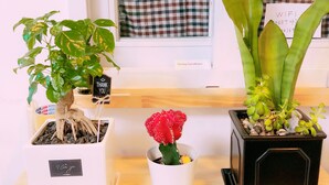 A room with a window, a checkered curtain, and three potted plants on a wooden table.